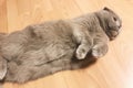 Beautiful gray cat, breed Scottish Fold, lying on the floor paws up Royalty Free Stock Photo