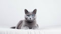 Beautiful Gray Cat Breeds Russian Blue Sitting on Pillow AI Generated