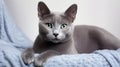 Beautiful Gray Cat Breeds Russian Blue Sitting on Pillow AI Generated