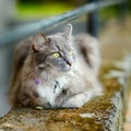 Beautiful gray cat by a doorstep