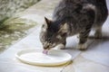 Gray Cat drinking fresh milk