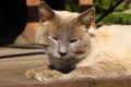 A beautiful gray cat lies on a bench basking in the sun Royalty Free Stock Photo