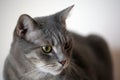 Beautiful gray cat Royalty Free Stock Photo