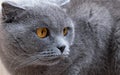 Beautiful gray cat looking to the side. Royalty Free Stock Photo