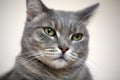 Beautiful gray cat looking to the side Royalty Free Stock Photo