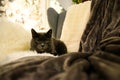 A beautiful gray cat is lying in a lounge chair with a Christmas tree in the background. Christmas spirit. Defocused Royalty Free Stock Photo