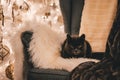 A beautiful gray cat is lying in a lounge chair with a Christmas tree in the background. Christmas spirit. Defocused Royalty Free Stock Photo