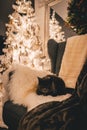 A beautiful gray cat is lying in a lounge chair with a Christmas tree in the background. Christmas spirit. Defocused Royalty Free Stock Photo