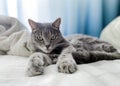 A beautiful gray cat is lying on the owner`s bed, comfortably settled, with its paws outstretched