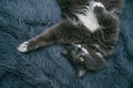 Beautiful gray cat relaxes on a blanket