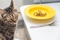 Beautiful gray cat sits at a table in the kitchen. Royalty Free Stock Photo