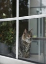 A beautiful gray cat sits in the window