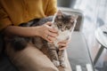 Beautiful gray cat sitting on the lap of the hostess at home on the couch, love and communication with pets Royalty Free Stock Photo