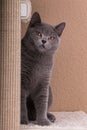 A beautiful gray cat is sitting on the scratching post Royalty Free Stock Photo