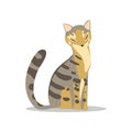 Beautiful gray cat with tabby pattern, light brown colored belly and muzzle. Cartoon pet character. Domestic animal
