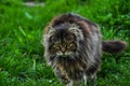 Beautiful gray cat walking on green grass.Gray cat.Domestic animal.Outdoor Royalty Free Stock Photo