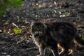 Beautiful gray cat walking on the ground.Gray cat.Domestic animal.Outdoor Royalty Free Stock Photo