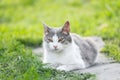 Cute cat playing in the park on rainy day Royalty Free Stock Photo