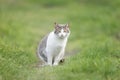 Cute cat playing in the park on rainy day Royalty Free Stock Photo