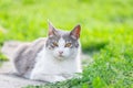 Cute cat playing in the park on rainy day Royalty Free Stock Photo
