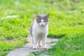 Cute cat playing in the park on rainy day Royalty Free Stock Photo