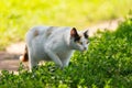 Cute cat playing in the park on rainy day Royalty Free Stock Photo