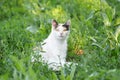 Cute cat playing in the park on rainy day Royalty Free Stock Photo