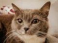 Beautiful, gray cat with yellow, black eyes, sits.