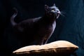 Beautiful gray certosino adult cat with yellow eyes shot in studio against dark background looking toward soft natural light. Also