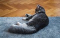 Beautiful gray domestic cat lying at home on a fluffy carpet and wooden floor Royalty Free Stock Photo