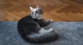 Beautiful gray domestic cat lying at home on a fluffy carpet and wooden floor Royalty Free Stock Photo