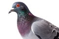 Beautiful gray dove close-up on a white background. Generative AI Royalty Free Stock Photo