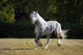 Beautiful gray draft horse walks in farm