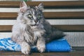 Beautiful gray fluffy cat and blue plaid Royalty Free Stock Photo