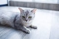 A beautiful gray fluffy cat lies on a laminate. The concept of pets Royalty Free Stock Photo