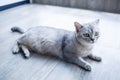 A beautiful gray fluffy cat lies on a laminate. The concept of pets Royalty Free Stock Photo