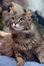 Beautiful gray fluffy cat with yellow eyes Royalty Free Stock Photo