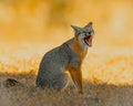 Gray Fox displays open mouth and teeth while hunting prey Royalty Free Stock Photo