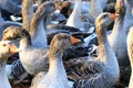 Beautiful gray geese with orange beaks, perigord geese on a farm.