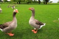 Beautiful gray geese, perigord geese walk on green lawn in summer on goose farm. Goose meat, French foie gras delicacy, poultry in