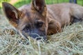 Beautiful gray German Shepherd puppy in a garden on an early summer day in Skaraborg Sweden