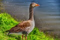 Beautiful gray goose on the riverside
