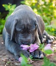Gray Great Dane dog puppy sniffs a flower outdoor