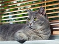 A beautiful gray green-eyed cat with black and white stripes lies on the windowsill and looks a little away from the