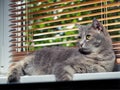 A beautiful gray green-eyed cat with black and white stripes lies on the windowsill and looks a little away from the