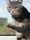 A beautiful gray green-eyed cat with black and white stripes sits on the windowsill and looks into the camera. Against Royalty Free Stock Photo