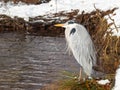 Beautiful gray heron