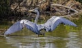 Beautiful gray heron with open wings Royalty Free Stock Photo