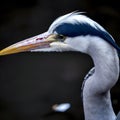 A beautiful gray heron portrait closeup
