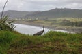 Gray heron walking in grass, New Zealand